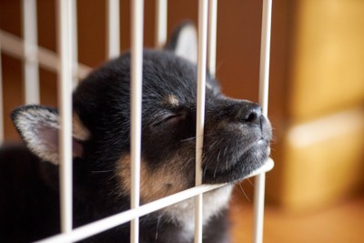 ケージの中で眠る子犬