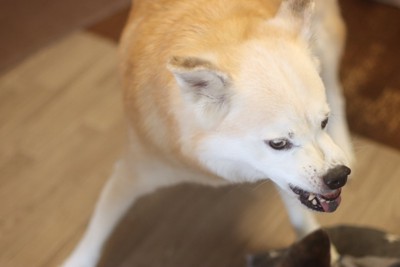 歯を剥き出して唸る犬