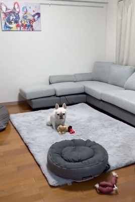 遠ざかるアビーちゃん