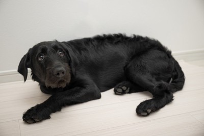 怯えて身をかがめる黒い犬