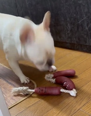 怒るアビーちゃん