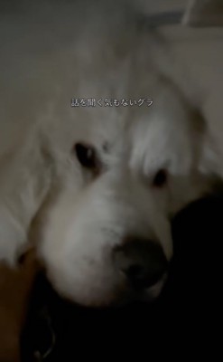 もはや話を聞く気もないグラくん