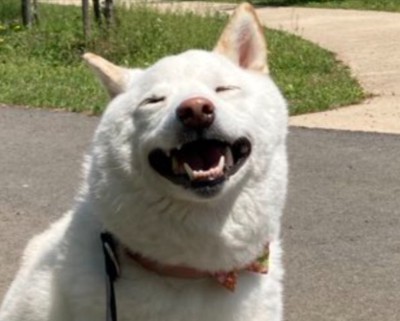 ニコニコ