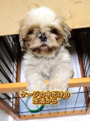 ケージの中のぽてりちゃん