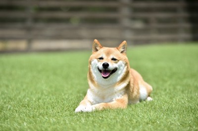草原にいる柴犬