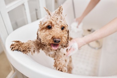 シャンプー中の犬