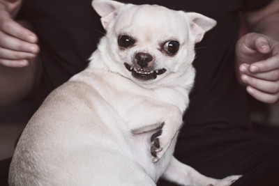 怒る白い犬