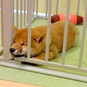 『豆柴の赤ちゃん』をお迎え→小さいまま育つと思っていたら…2年後の『想像もしていなかった光景』に驚き　わんぱくな様子に思わずほっこり