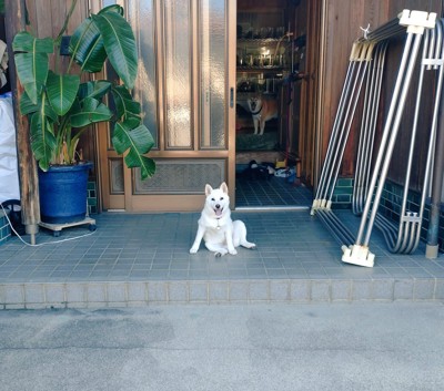 番犬