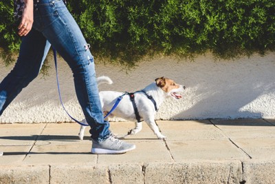 横並びで散歩する犬