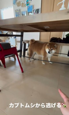 カブトムシを見た時のだんごちゃん5