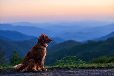 遠く見つめる犬