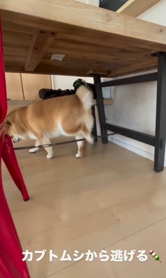 カブトムシを見た時のだんごちゃん2