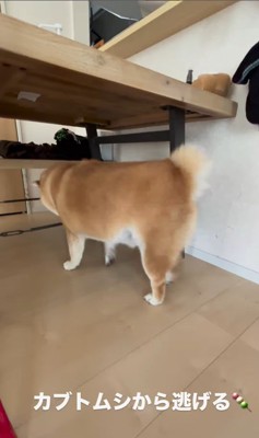 カブトムシを見た時のだんごちゃん