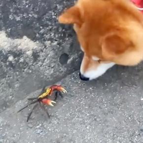 犬の散歩中にカニを発見→『怖がるかな』と思ったら…予想と違う『まさかの反応』が90万再生「見て！って振り返るの可愛すぎ」「会話してそう」
