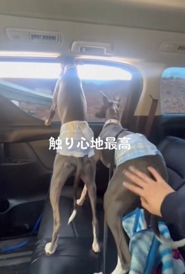 車内から外を眺める2頭のイタリアングレーハウンド