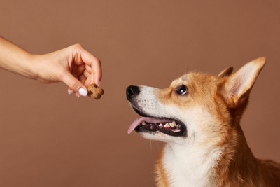 犬のおやつを見せる