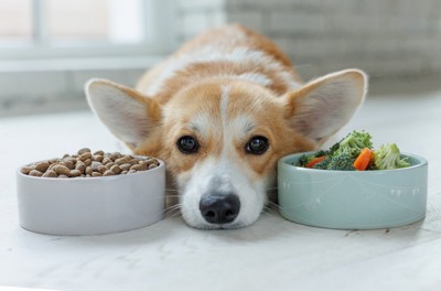 顎をつけている犬