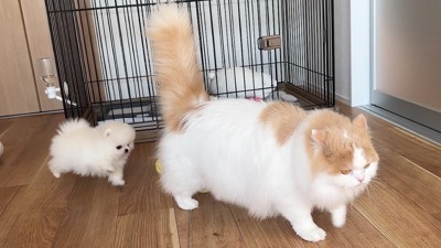 仲良し兄弟