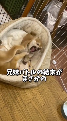 大きく口を開ける緑の首輪の子犬