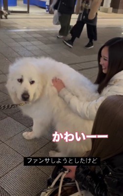 ファンサしようかな？