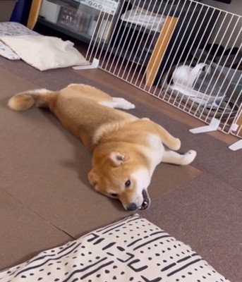 はしゃぐ犬