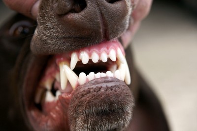 歯を見られている犬