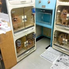 ７年半もの間『外に出たことがない繁殖犬』を保護した結果…５年後→思わず涙する『嘘のような光景』に反響「感動して泣いた」「ほんといい笑顔」