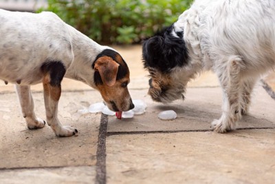 氷を舐める2匹の犬