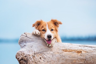 流木に寄りかかる犬