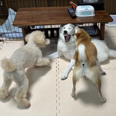 四面楚歌