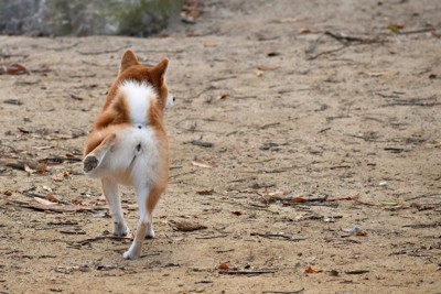 地面を後ろ足で蹴る犬