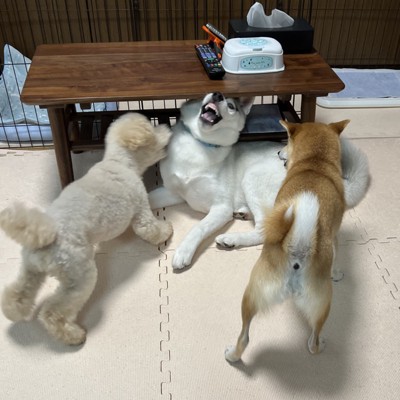 まさかの結末