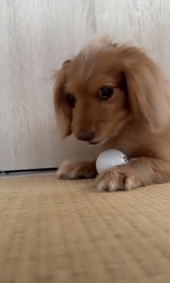 渡さないわよ！！