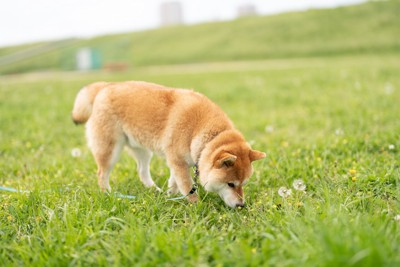 地面を嗅ぐ