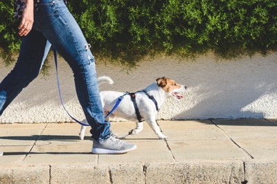 散歩中の犬
