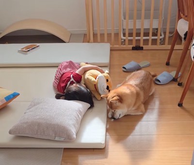 添い寝する柴犬