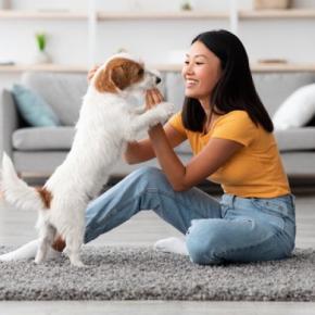 暑い夏だからこそ愛犬とふれあおう!室内でできる絆を深める遊び方とは【現役獣医が解説】