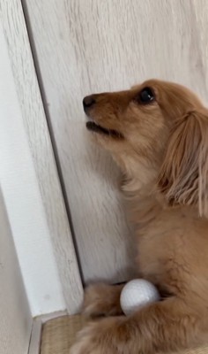 手の動きを確認してる？