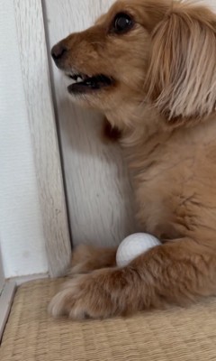 歯剥いてる！