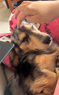 目をつぶるどびぃちゃん