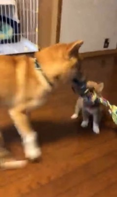 もずく君とわさび君の変化5
