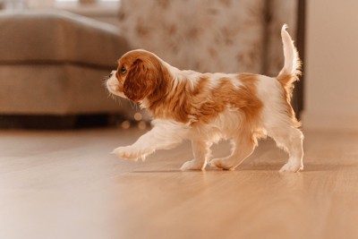 室内を歩くキャバリアの子犬
