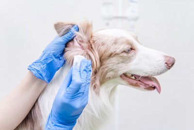 耳掃除される犬
