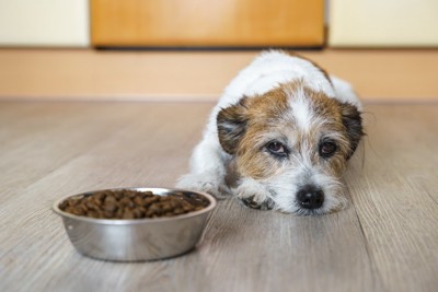 ご飯の後ろで伏せている犬