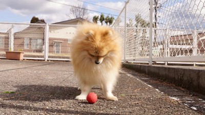 ボールを見つめる犬
