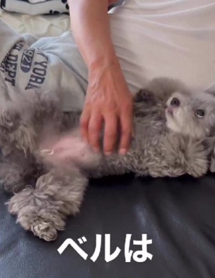 ベルちゃんもおじいちゃんが大好き！