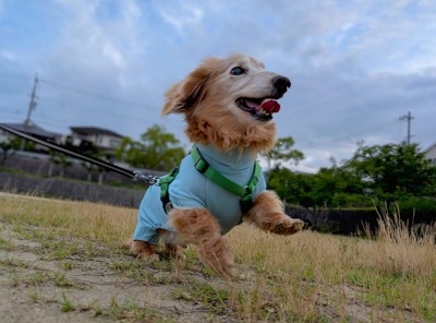 元気な