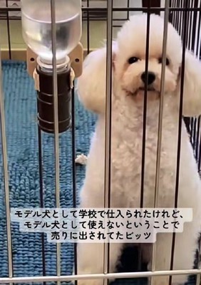 モデル犬だったけど…