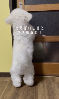 「開けてー！」